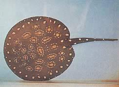 Potamotrygon leopoldi (Linia de apă dulce Leopold)