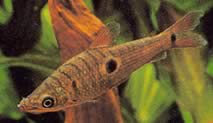 Pseudanos trimaculatus