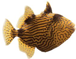 Pseudobalistes fuscus