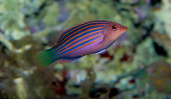 Pseudocheilinus hexataenia (Labrum cu șase linii)