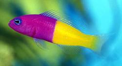 Pseudochromis paccagnellae (Pește de frază de vanilie)
