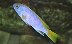 Pseudotropheus acei (Acei)