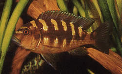 Pseudotropheus crabo (Cameleon Pseudotropheus)