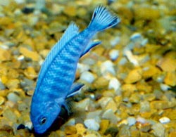 Pseudotropheus socolofi (Cichlid albastru)