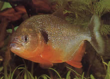 Pygocentrus caribe (Sparanha scapulară)