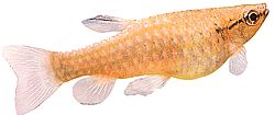 Pyrrhulina