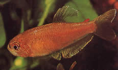 Rachoviscus crassiceps Characin cu cap gros, tetra auriu