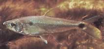 Roeboexodon guyanensis