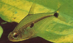 Roeboides meeki Tetra de sticlă