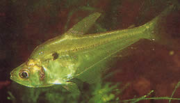 Roeboides thurni (TETRA GLUME DE THUM)