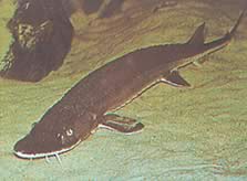 Scaphirhynchus platorhynchus (Platform Sturgeon)