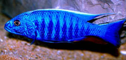 Scianochromis fryeri (Albastru electric)