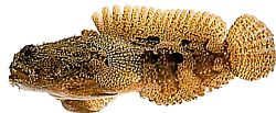 Scorpaena