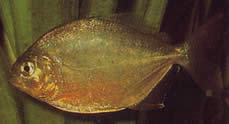 Serrasalmus calmoni (Piranha întunecat, Piranha Calmon)