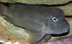 Steatocranus casuarius (Hunchback Head, Cichlid cu cască, capul lui Lion)