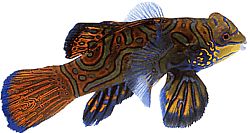 Synchiropus splendidus