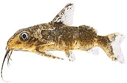 Synodontis contractus