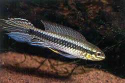 Taeniacara candidi (Candidat)