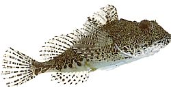 Taurulus bubalis Chabot de mare