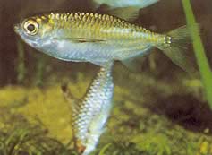 Triportheus pictus (Tetra-slash de argint)