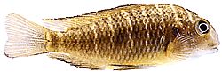 Tropheus moorii (Trofeu Moorii)