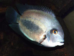 Uaru amphiacanthoides (Uaru)