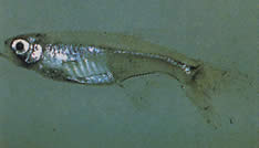 Xenurobrycon macropus (Brycon în Gros-yeux)