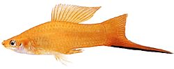 Xiphophorus helleri Deținător de școală (Xipho)
