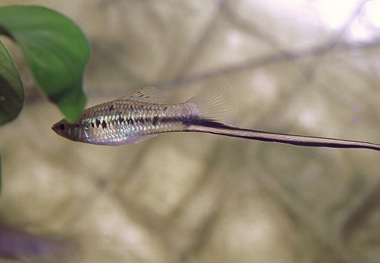 Xiphophorus montezumae Suport pentru sabia Montezuma